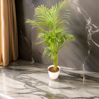 Areca Palm Bushy (~ 3 Ft) in 8 Inch White Marble Premium Milo Round Plastic Pot