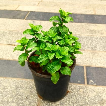 Pudina / Mint in 4 Inch Nursery Pot