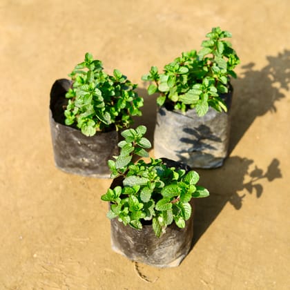 Set Of 3 - Mint / Pudina in 3 Inch Nursery Bag