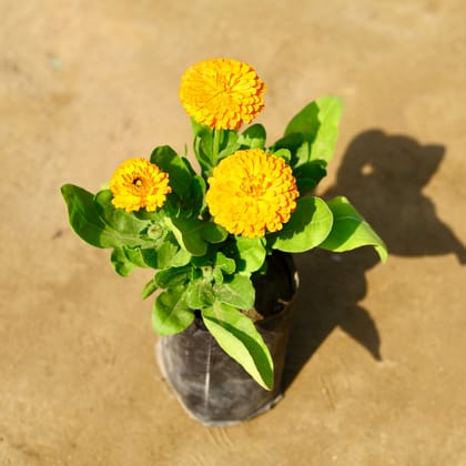 Calendula (any colour) in 4 Inch Nursery bag