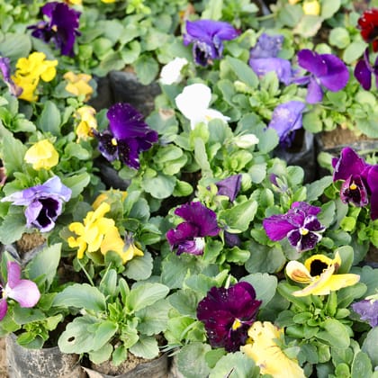 Set of 3 - Pansy (any colour) in 4 Inch Nursery Bag