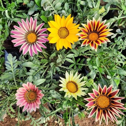 Set of 3 - Gazania (any colour) in 4 Inch Nursery Bag