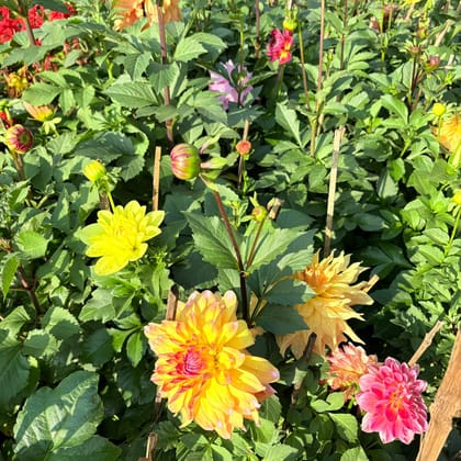 Desi Dahlia (any colour) in 5 Inch Nursery Bag