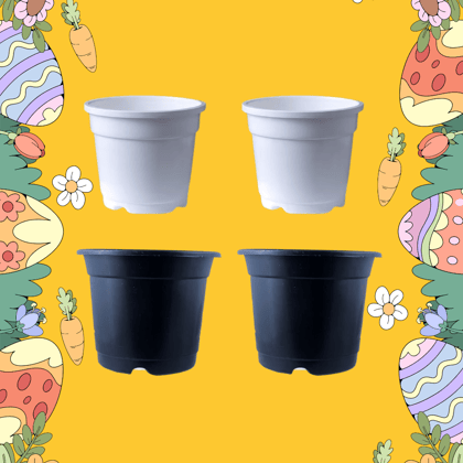 Free Gift - Set of 04 -  4 Inch Black & White Nursery Pot (2-2 Each)