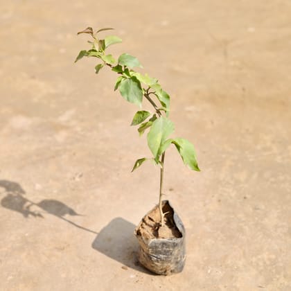 Bougainvillea Desi (any colour) in 3 Inch Nursery Bag