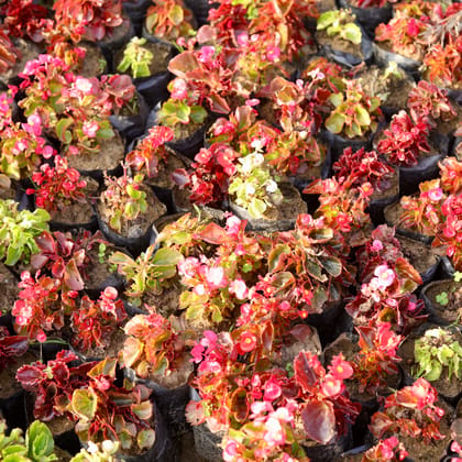 Set of 3 - begonia (Any Colour) in 4 Inch Nursery Bag