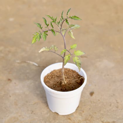 Tomato in 4 Inch White Nursery Pot