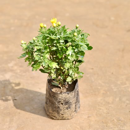 Chrysanthemum / Guldawari / Guldaudi (any colour) in 4 Inch Nursery Bag