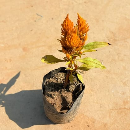 Free Gift - Celosia / Cockscomb (any colour) in 4 Inch Nursery Bag - FlashSale