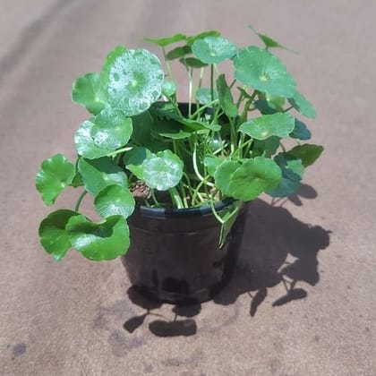 Brahmi Dollar / Pennywort in 4 Inch Nursery Pot