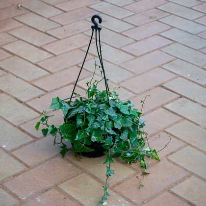 Turtle Vine Green in 5 Inch Black Hanging Basket