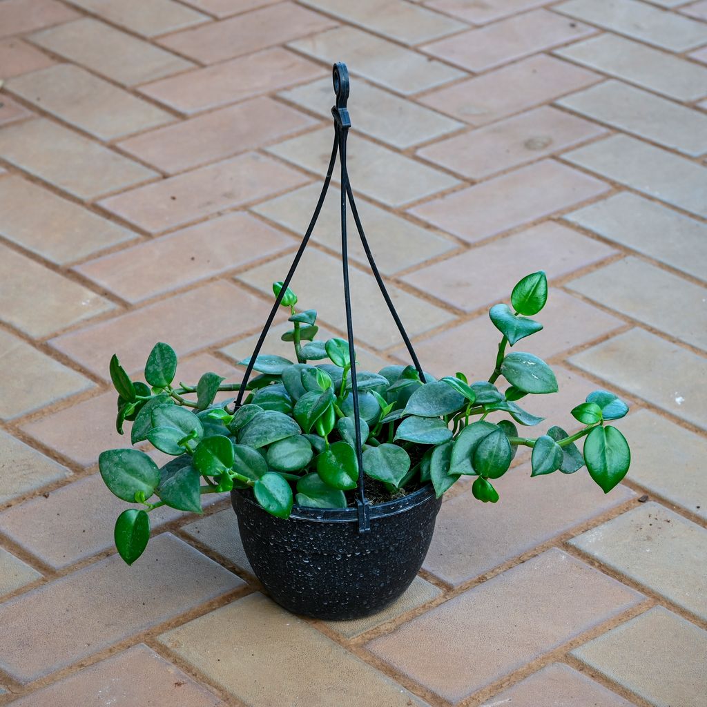 Peperomia Green in 5 Inch Black Hanging Basket