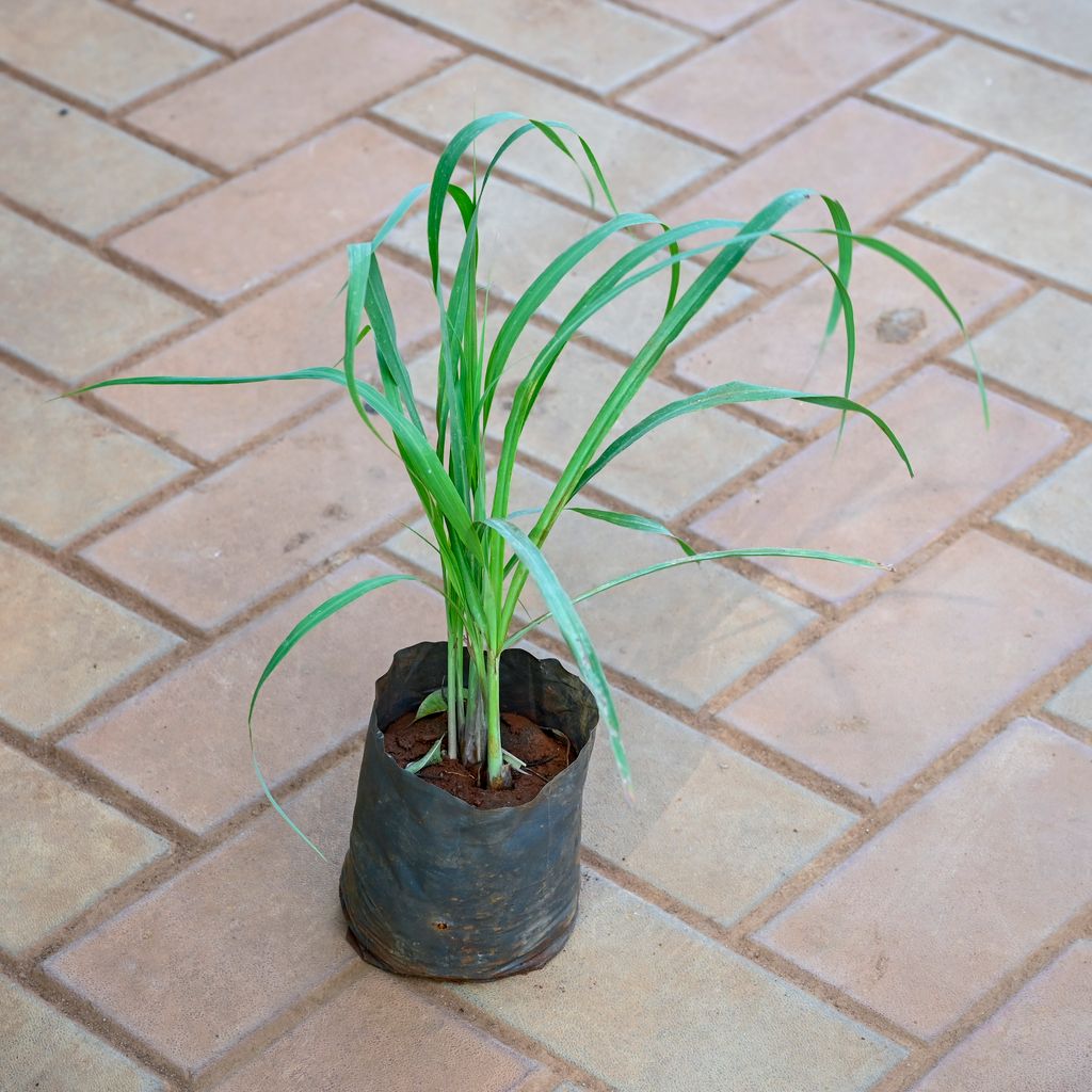 Lemon grass in 4 Inch Nursery bag