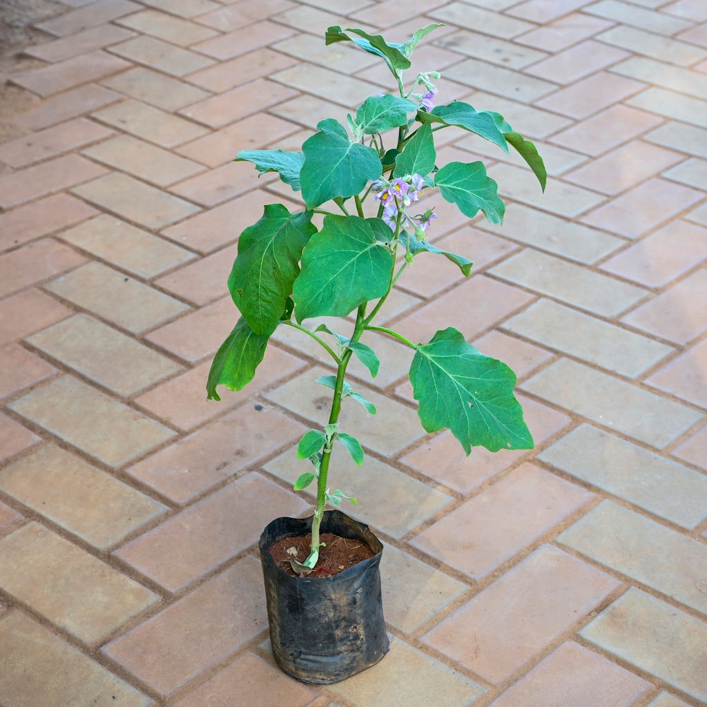 Brinjal / Baigan (~ 1 ft) in 4 Inch Nursery bag