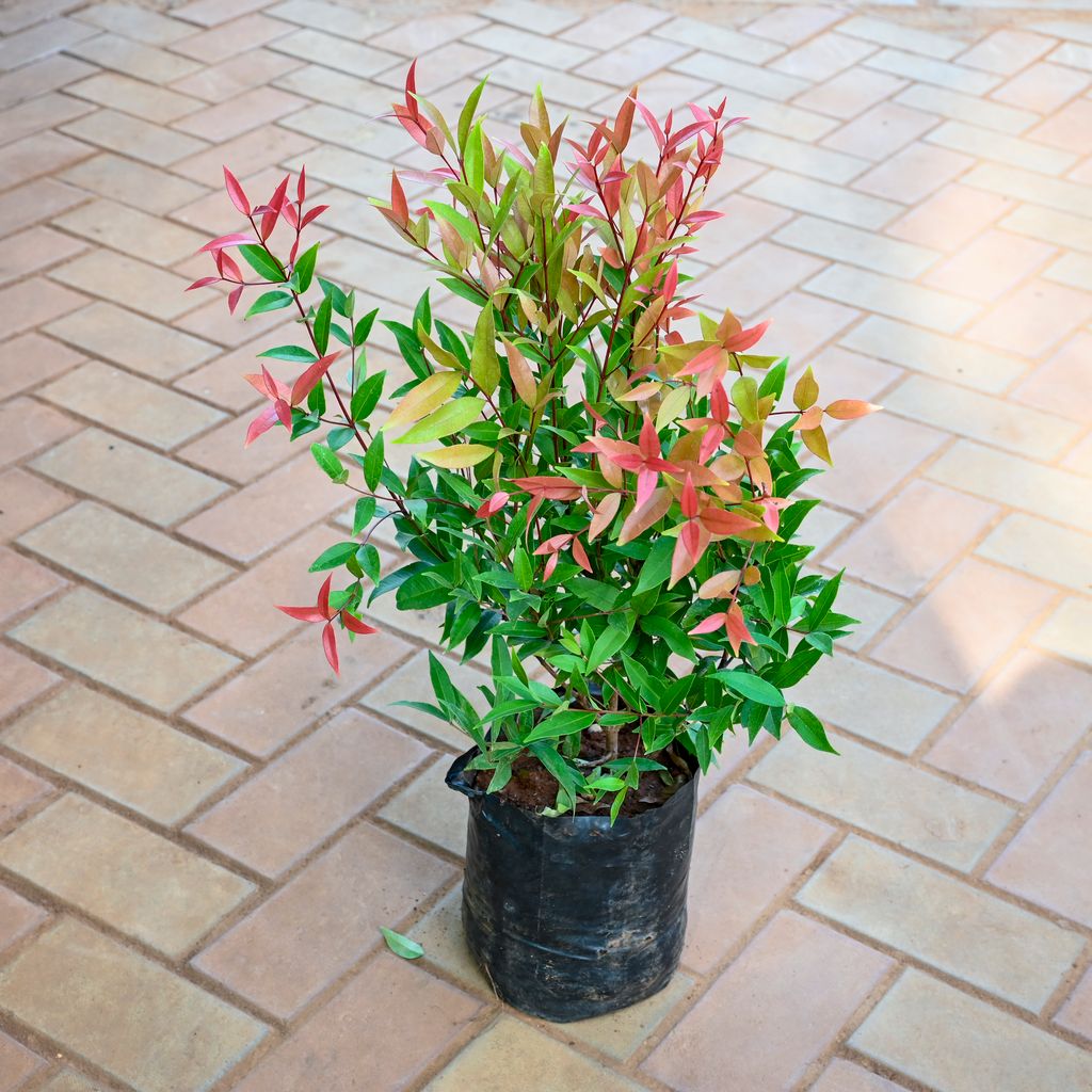 Syzygium (~ 1.5 Ft) in 8 Inch Nursery bag