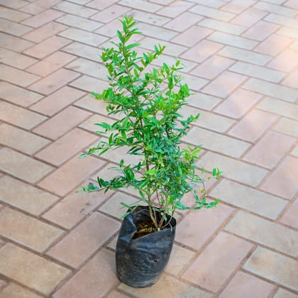 Pomegranate / Anar in 5 Inch Nursery bag