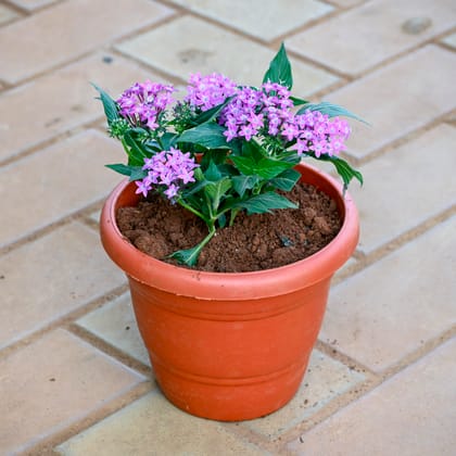 Pentas Purple in 7 Inch Classy Red Plastic Pot