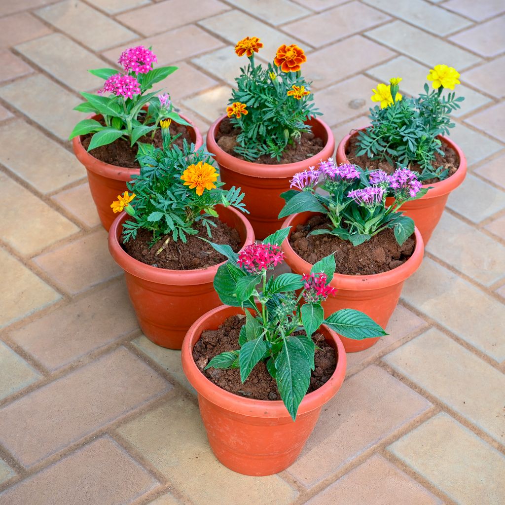 Set of 6 - Pentas Pink, Marigold / Genda French Orange, Marigold Yellow, Marigold Orange, Pentas Lavender & Pentas Red in 7 Inch Classy Red Plastic Pot