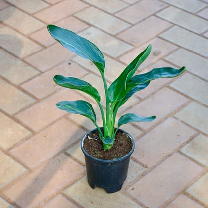 Bird of Paradise ( ~ 1 Ft) in 5 Inch Nursery Pot