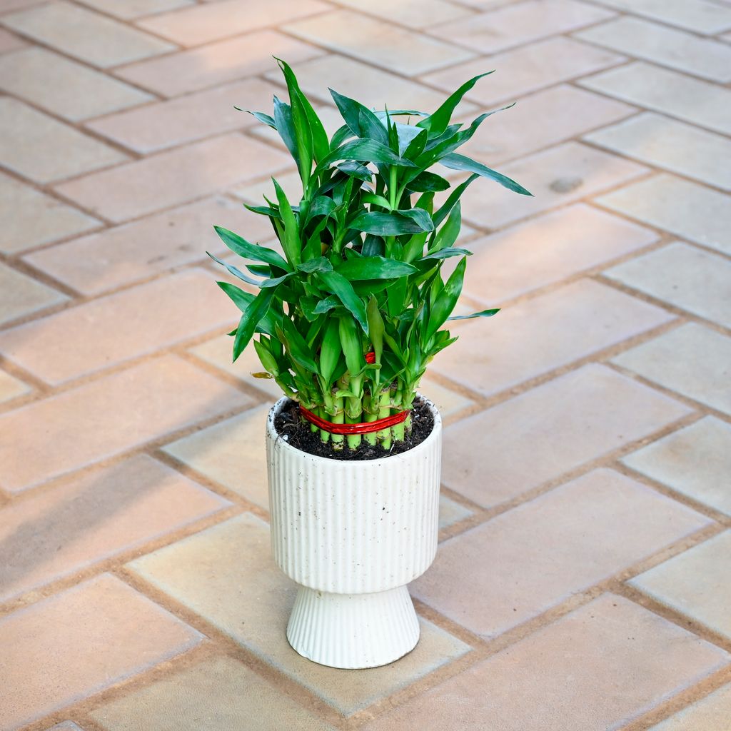 3 Layer Lucky Soil Bamboo in 5 Inch Classy White Hourglass Designer Ceramic Pot