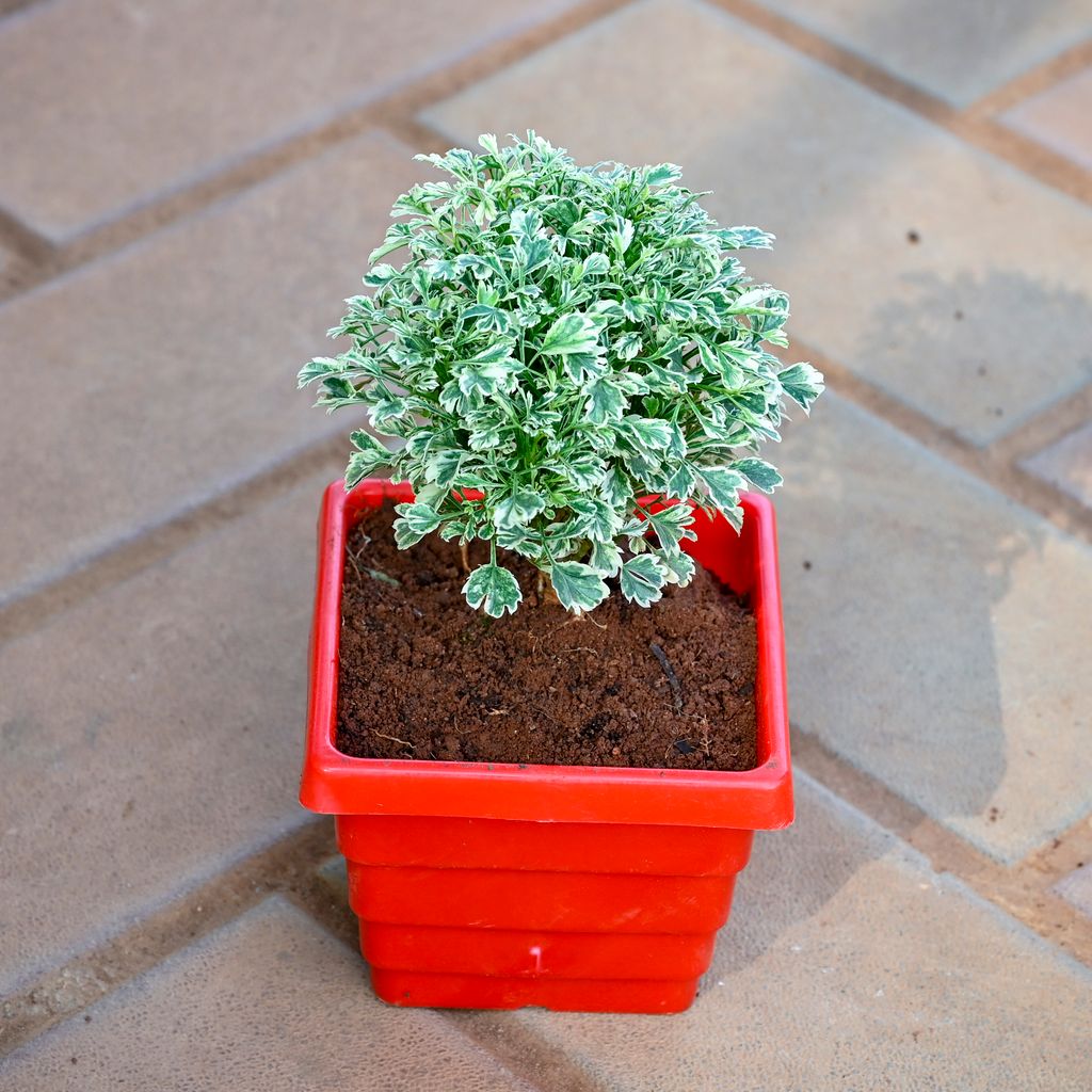 Aralia White Mini in 4 Inch 4 Inch Red Premium Orchid Square Plastic Pot