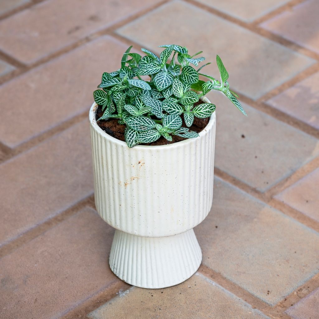 Fittonia Green in 5 Inch Classy White Hourglass Designer Ceramic Pot