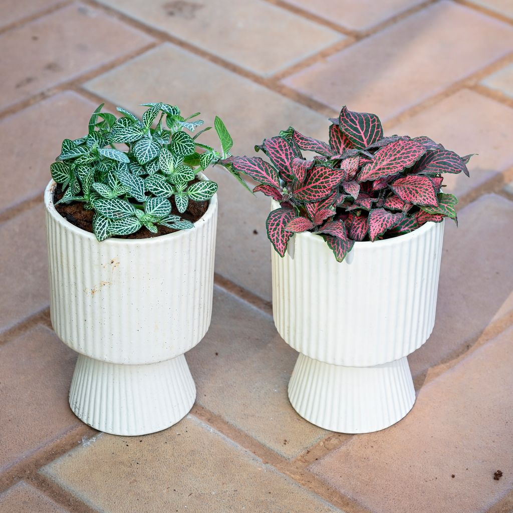 Set of 2 - Fittonia (Green & Red) in 5 Inch Classy White Hourglass Designer Ceramic Pot