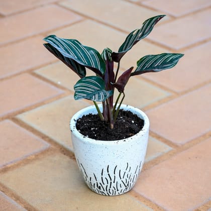 Calathea Pin Stripe in 3 Inch Classy White Cup Designer Ceramic Pot (any design)