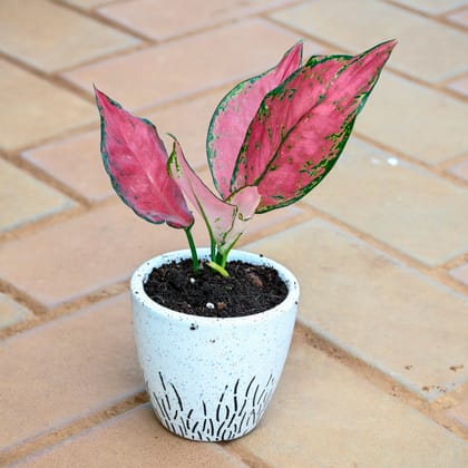 Aglaonema Wishes in 3 Inch Classy White Cup Designer Ceramic Pot (any design)