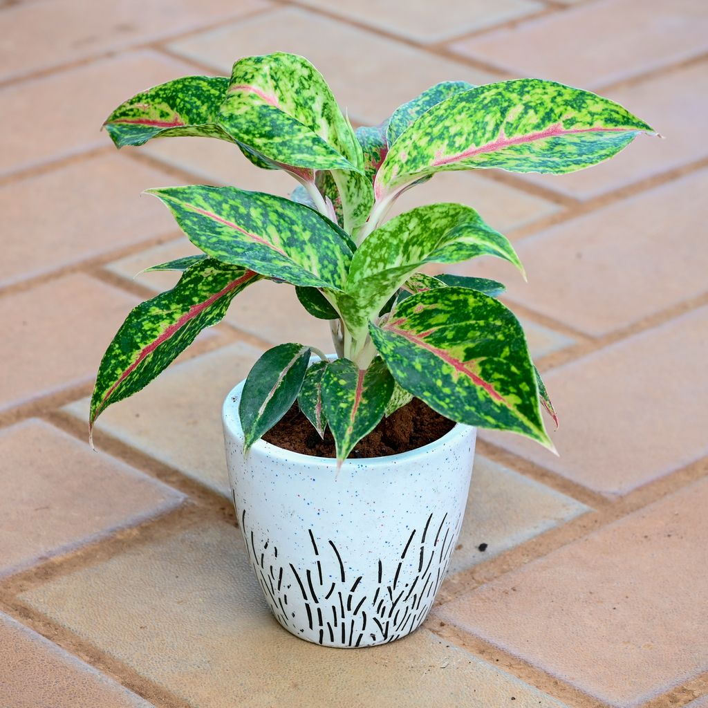 Aglaonema Green Papaya in 3 Inch Classy White Cup Designer Ceramic Pot (any design)