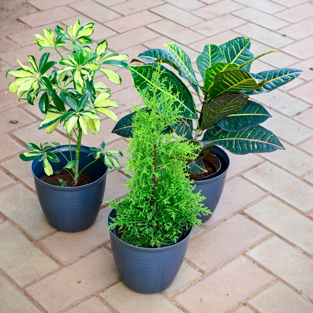 Set of 3 - Golden Cypress, Croton Petra & Schefflera ( ~ 1 Ft) in 7 Inch Grey Premium Milo Round Plastic Pot