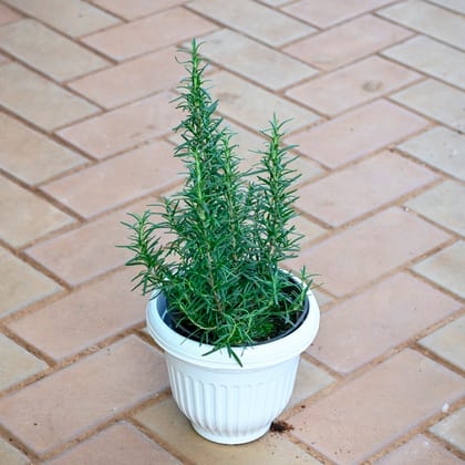 Rosemary in 7 Inch 7 Inch White Olive Plastic Pot