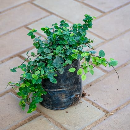 Creeping Fig / Chipkali Bel in 4 Inch Nursery bag