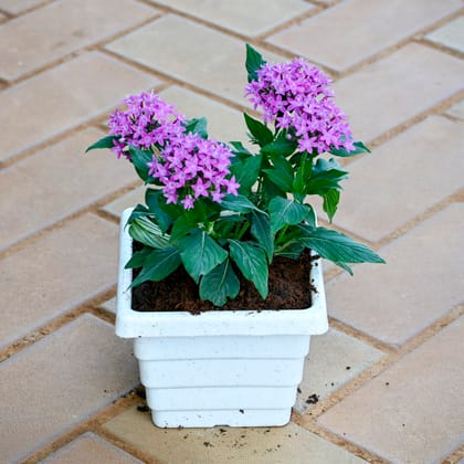 Pentas Purple in 4 Inch White Premium Orchid Square Plastic Pot