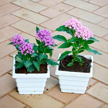 Set of 2 - Pentas (Purple & Pink) in 4 Inch White Premium Orchid Square Plastic Pot