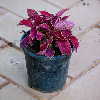 Coleus Red (any design) in 5 Inch Nursery Pot