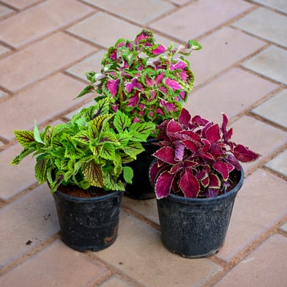 Set of 3 - Coleus (Red, Pink & Green) (any design) in 4 Inch Nursery Pot