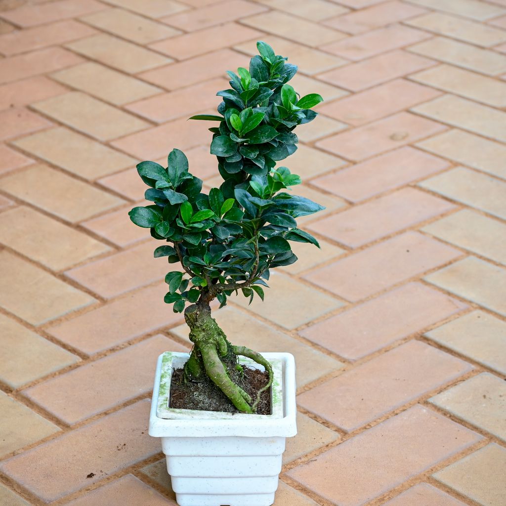 Ficus Bonsai ( ~ 1 Ft) in 6 Inch White Premium Orchid Square Plastic Pot