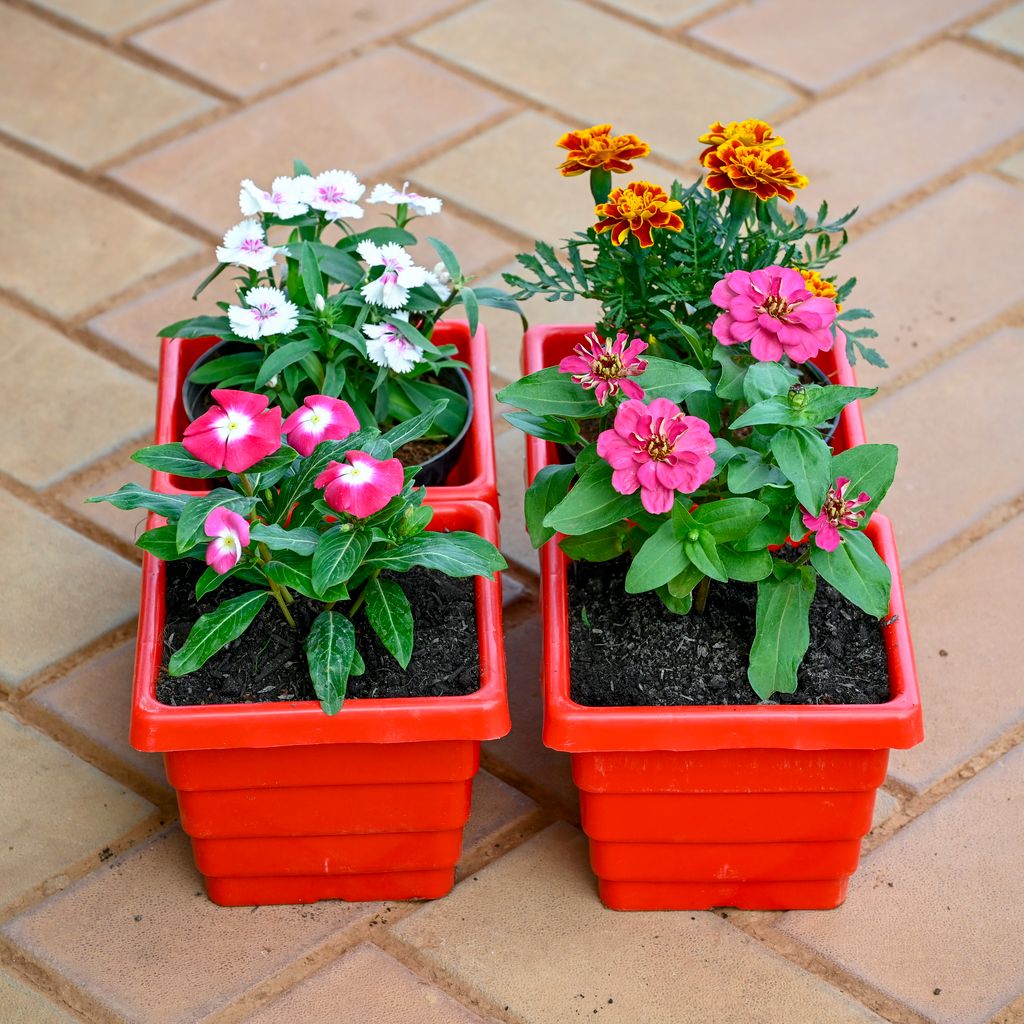 Set of 4 - Dianthus, Marigold, Periwinkle / Sadabahar / Vinca & Zinia (Any Colour) in 4 Inch Red Premium Orchid Square Plastic Pot