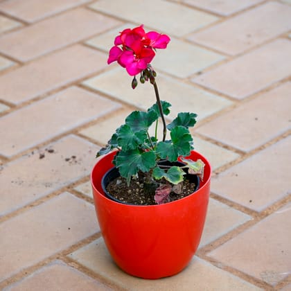 Geranium Pink in 5 Inch Red Premium Orchid Round Plastic Pot