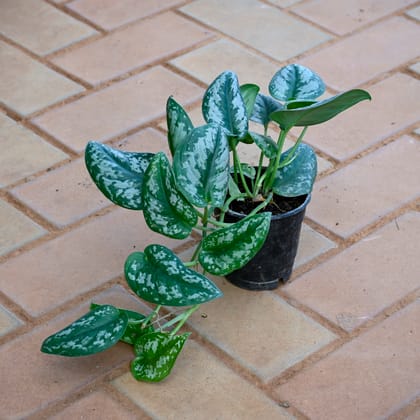 Exotic Money Plant / Pothos Silver in 4 Inch Nursery Pot