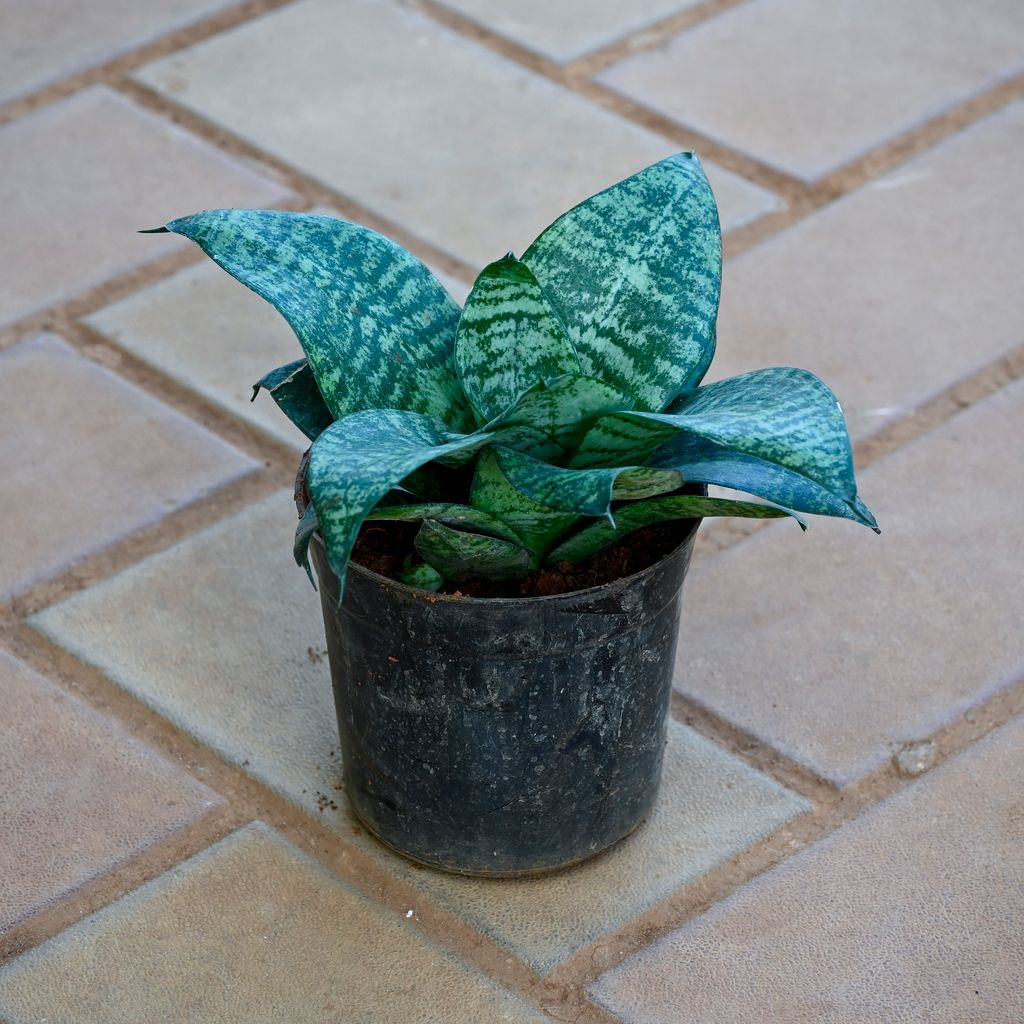 Snake Plant Green in 4 Inch Nursery Pot