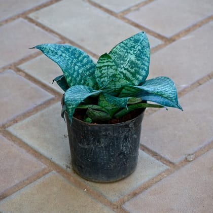 Snake Plant Green in 4 Inch Nursery Pot