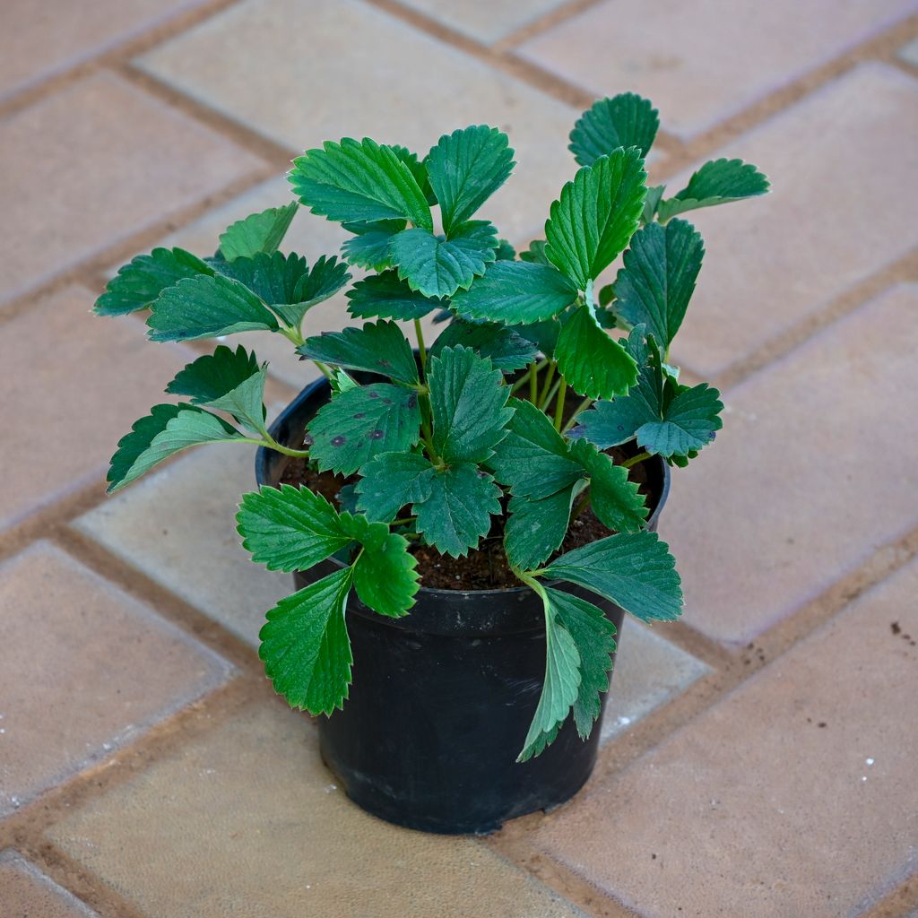 Strawberry in 5 Inch Nursery Pot