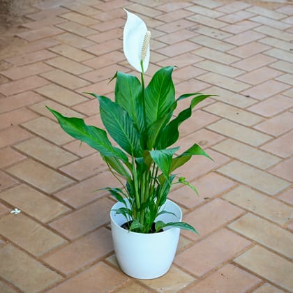 Peace Lily White ( ~ 1 Ft) in 7 Inch White Sphere Plastic Pot