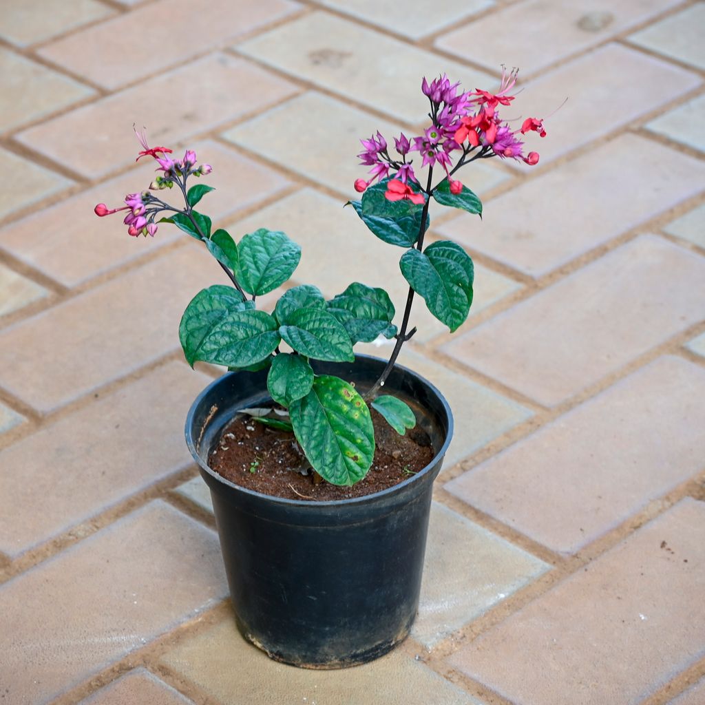 Bleeding Heart (any colour) in 5 Inch Nursery Pot