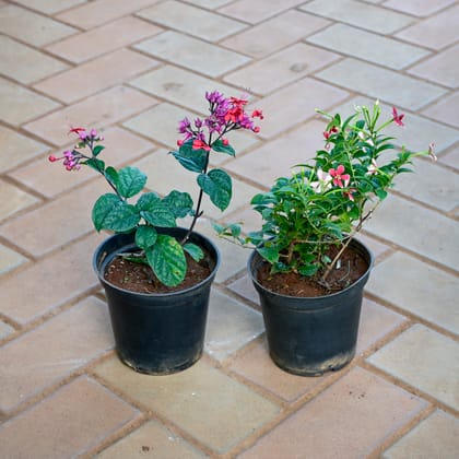 Set of 2 - Bleeding Heart & Madhu Malti / Rangoon Creeper (Any Colour) in 5 Inch Nursery Pot