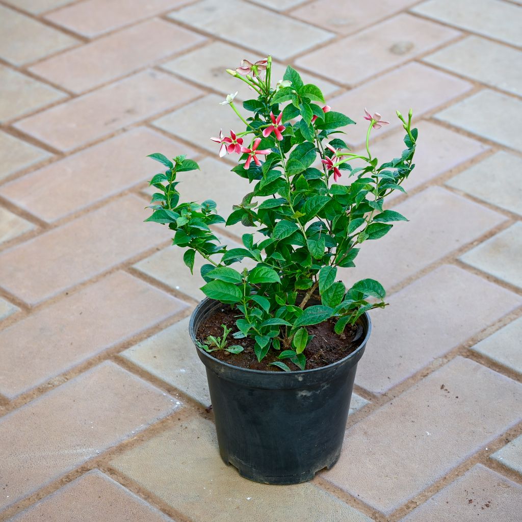 Madhu Malti / Rangoon Creeper (Any Colour) in 5 Inch Nursery Pot