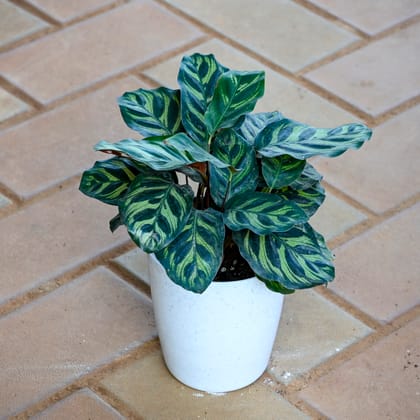 Calathea Makoyana in 5 Inch White Sphere Plastic Pot