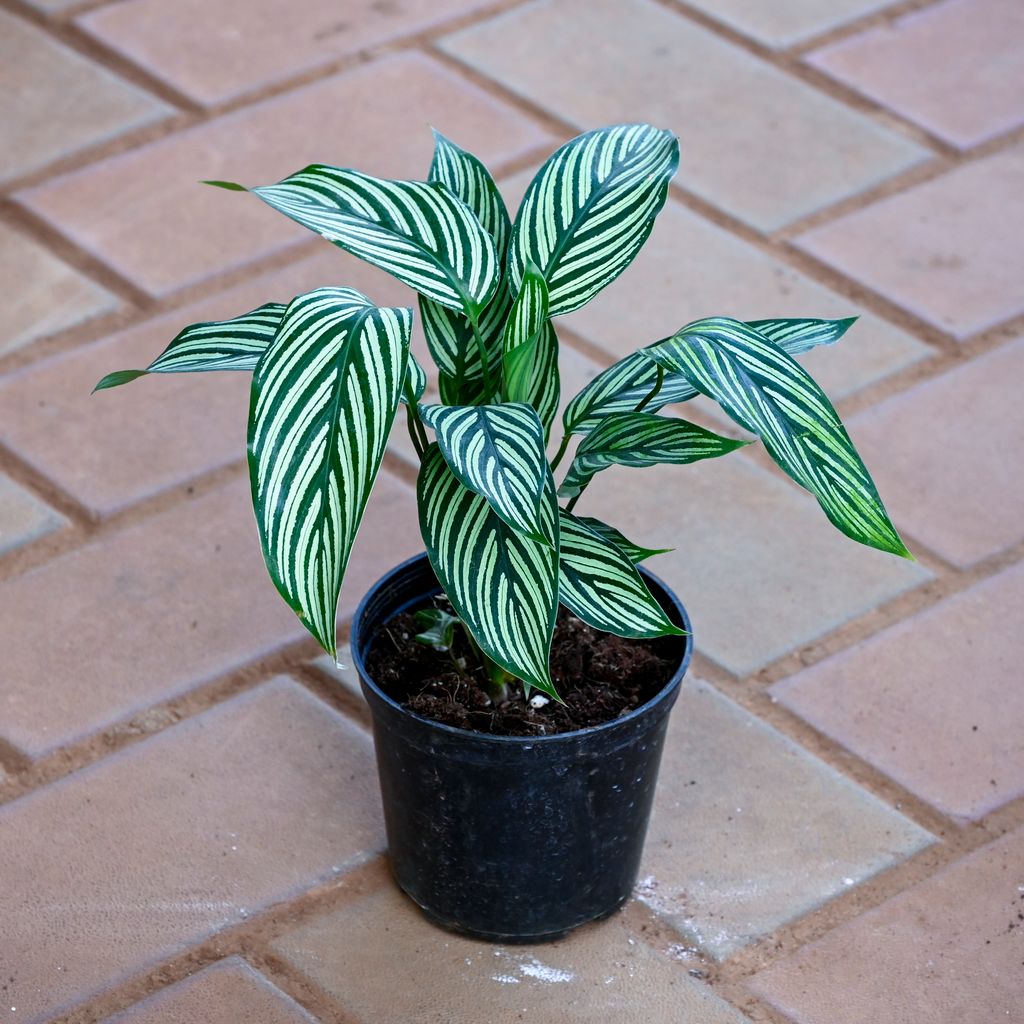 Calathea Vittata in 4 Inch Nursery Pot